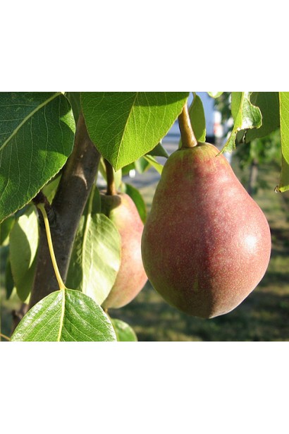 Груші літнього сорту