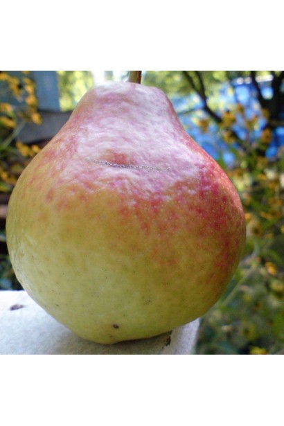 Груша Улюблена Клаппа 