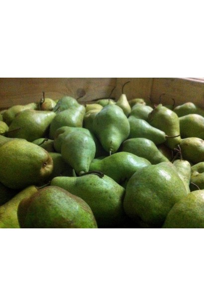 Груша зимняя