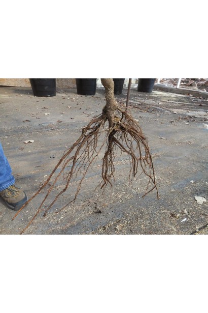 Груша обыкновенная Ноябрьская голый корень