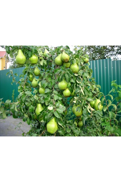 Груша Ноябрьская в саду