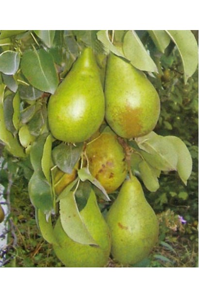 Pyrus Noyabrskaya