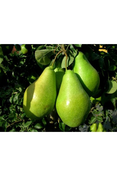 Pyrus communis Noyabrskaya