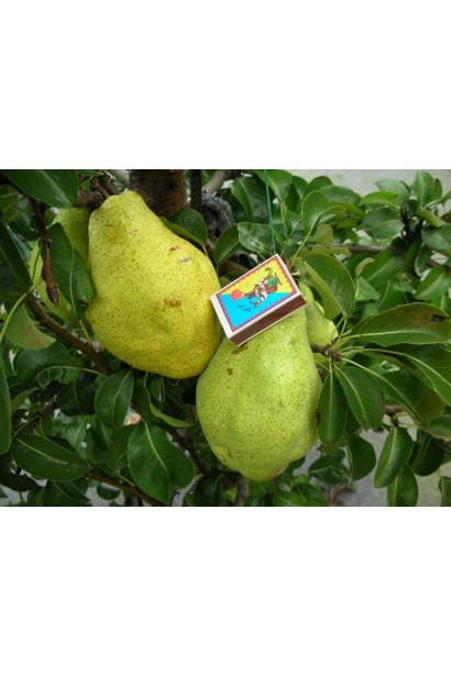 Груша домашняя Noyabrskaya плоды