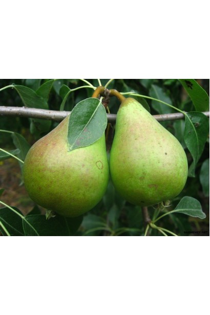 Груша обыкновенная Ноябрьская