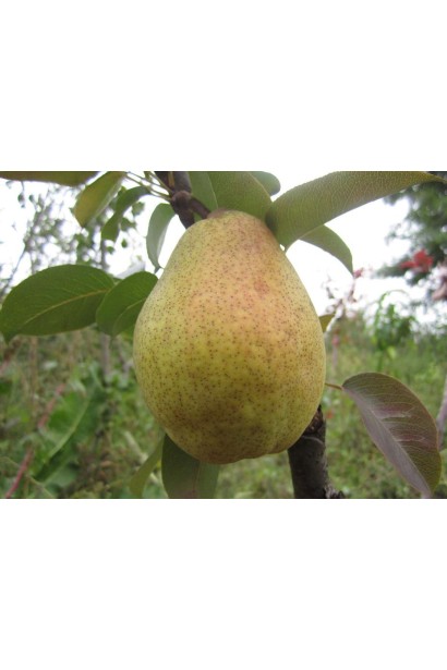 Груша домашняя Ноябрьская