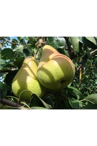 Груша обыкновенная Noyabrskaya