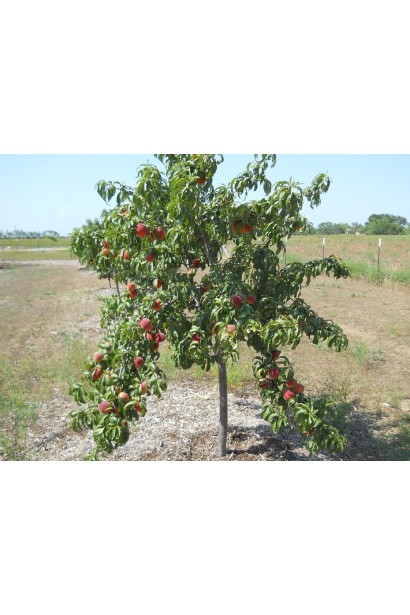 Доросле дерево нектарин домашний Скиф (средний)