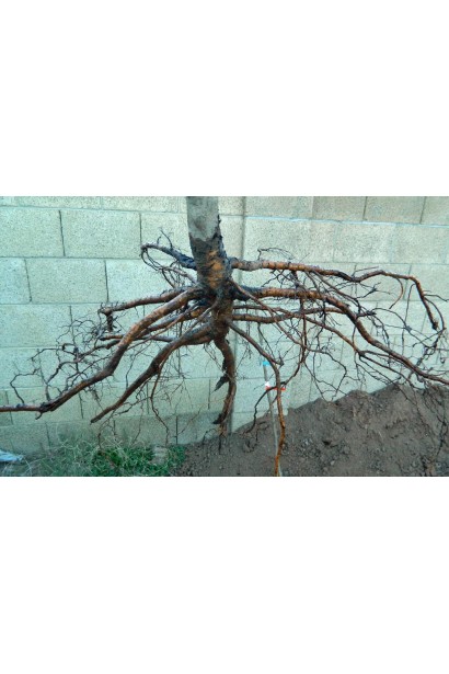 Відкрита коренева система нектарину Скіф