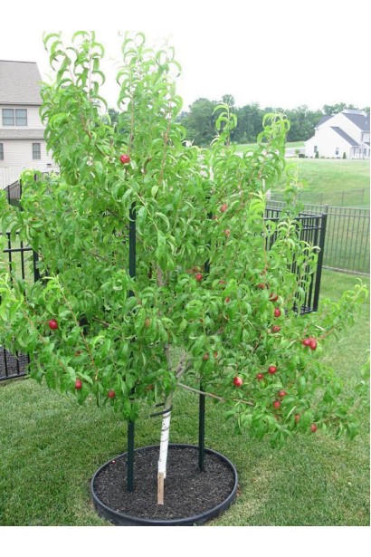 Нектарин домашній Скіф (середній)