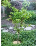 Нектарин домашний Скиф (средний) | Нектарин домашній Скіф (середній) | Prunus nucipersica Scythian