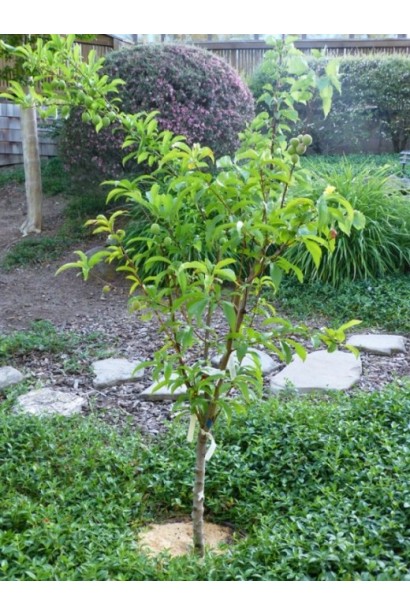 Prunus nucipersica Scythian