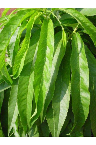 Подовжене вузьке листя нектарину домашній Скіф