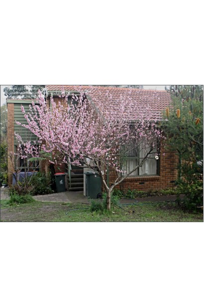 Дерево нектарин домашній Скіф (середній) 