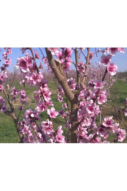 Рясне цвітіння нектарину Скіф