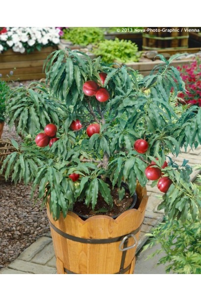 Нектарин домашній Скіф (середній)