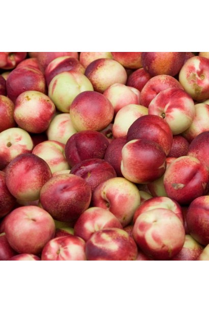 Prunus nucipersica Scythian