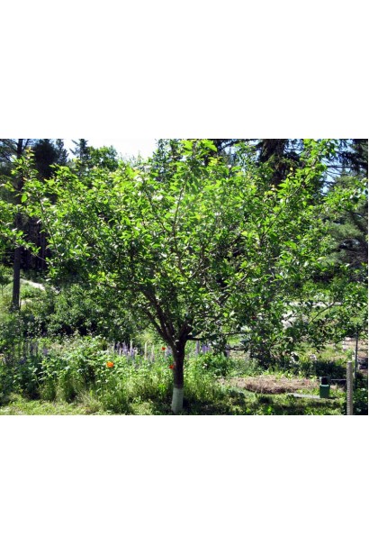 Ранняя слива Кабардинка в саду