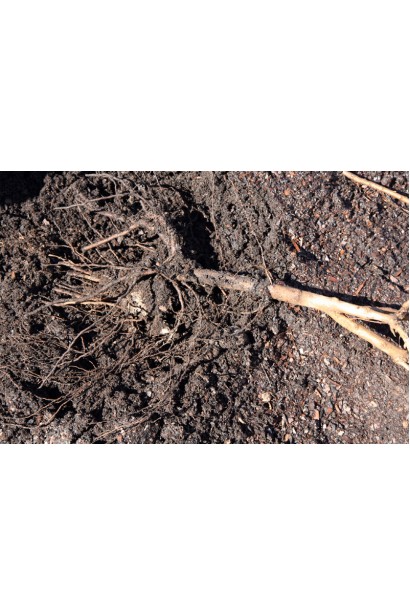 Саженец сливы Кабардинка с голым корнем