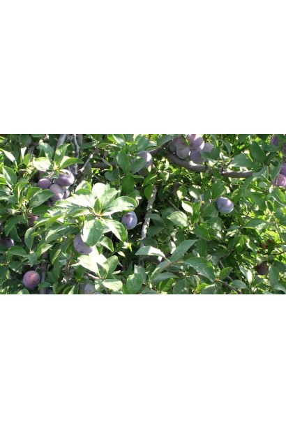 Спелые сливы Кабардинка в саду