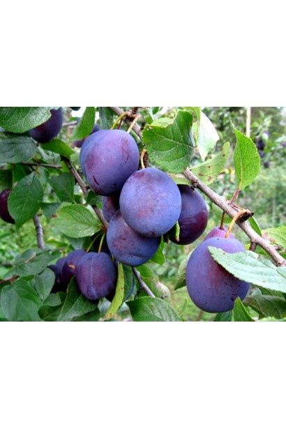 Сочные плоды сливы Кабардинка