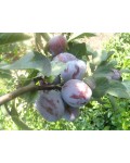 Слива домашняя Кабардинка (ранняя) | Слива домашня Кабардинка (рання) | Prunus domestica Kabardinka