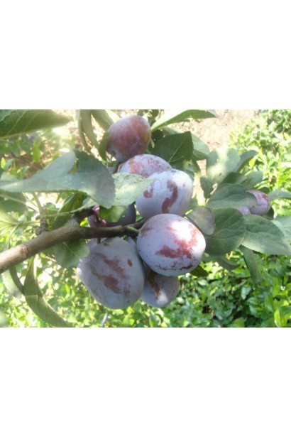 Сочные и ароматные плоды сливы Кабардинка