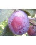 Слива домашня Кабардинка (рання) | Слива домашняя Кабардинка (ранняя) | Prunus domestica Kabardinka