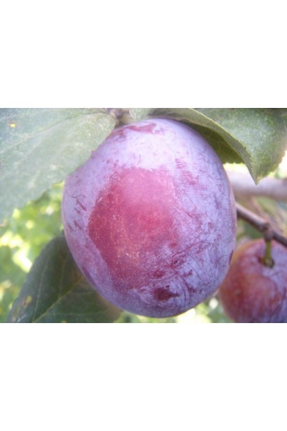 Спелые сливы Кабардинка крупным планом