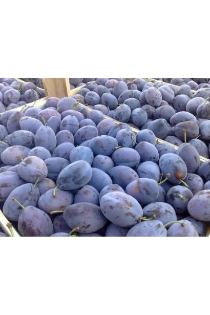 Prunus Kabardinka – щедрый урожай лета