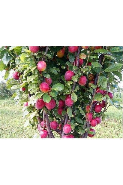 Prunus domestica Imperial – идеальное дерево для небольших садов