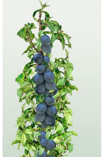 Prunus domestica Imperial – компактное дерево