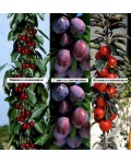 Слива колоновидна Імперіал (середня) | Слива колоновидная Империал (средняя) | Prunus domestica Imperial