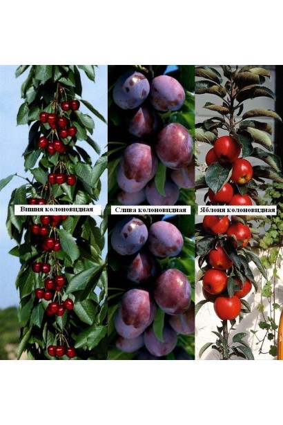 Слива колоновидная Империал – декоративное и плодоносящее дерево