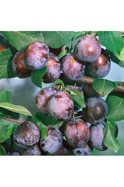 Слива колоновидная Империал – средний летний урожай