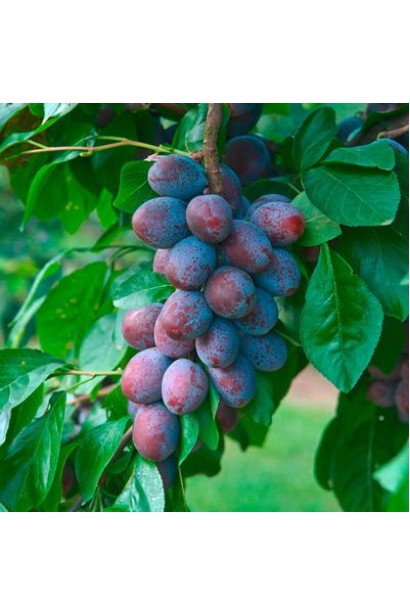 Колоновидная слива Империал – ярко-синие плоды