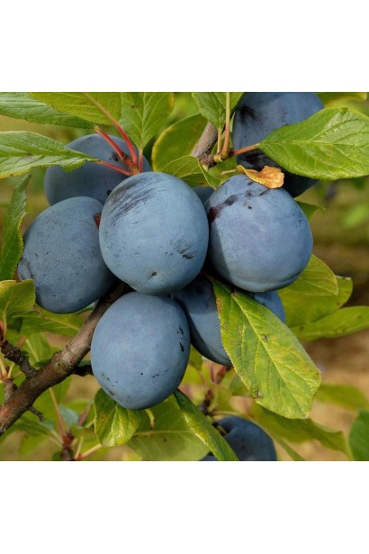 Слива Империал – среднеранний сорт