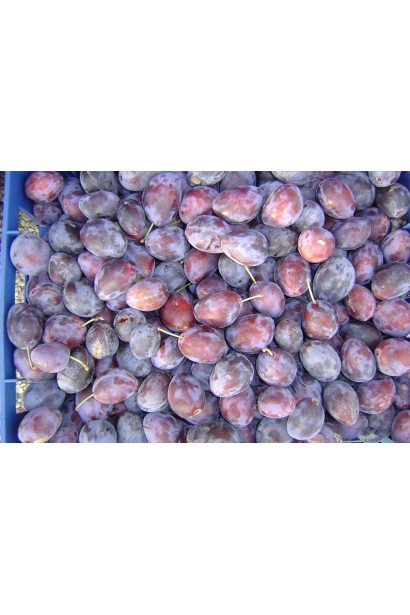 Слива Империал – сладкий и сочный вкус