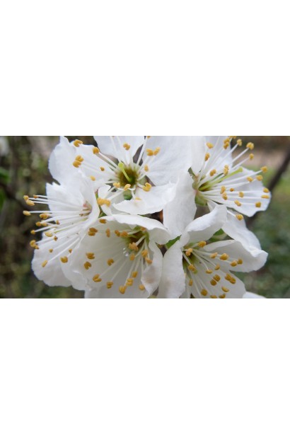 Цветение сливы в саду.