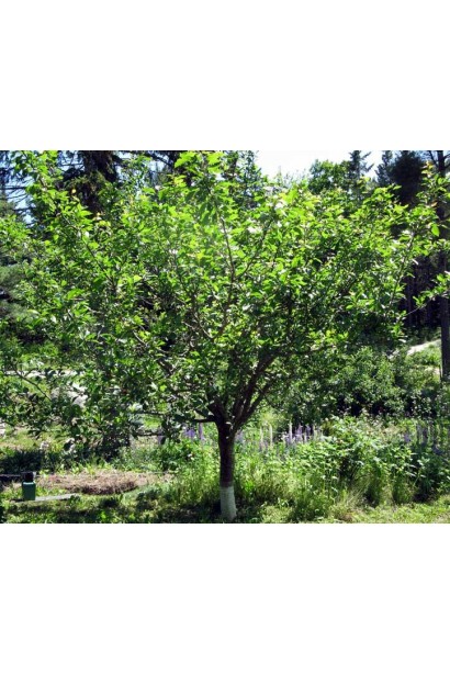 Слива Венгрия Юбилейная – средний сорт