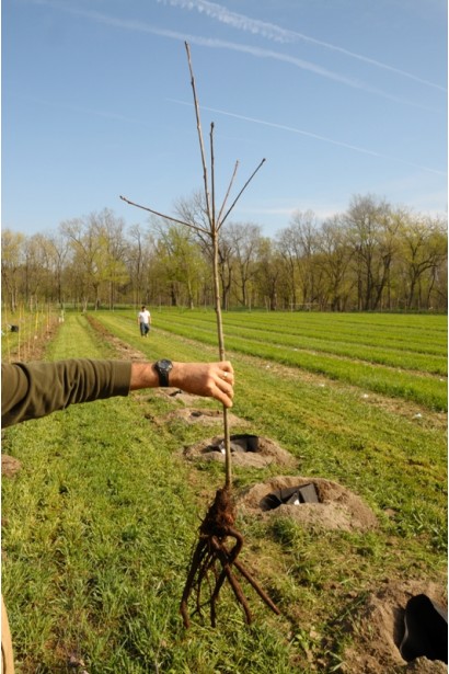 Слива домашняя Венгерка Юбилейная (средняя)
