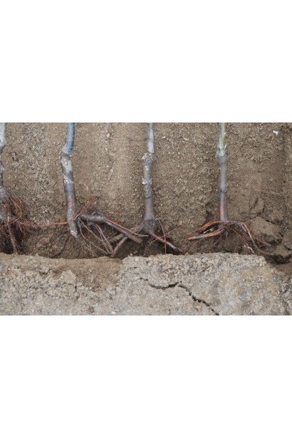 Слива домашняя Венгерка Юбилейная (средняя)