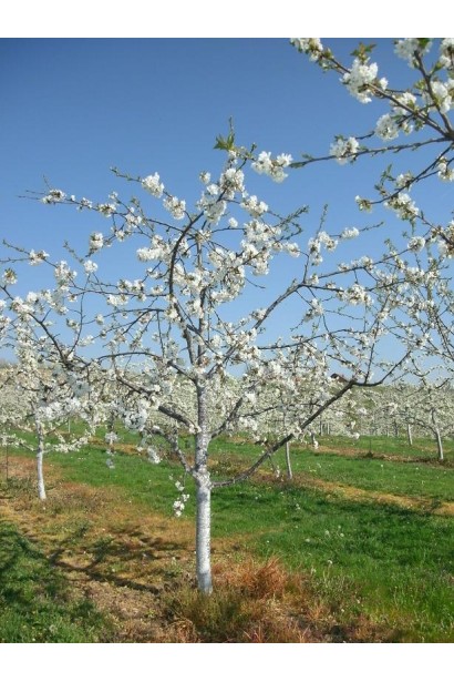 Дерево сливы Венгрия Юбилейная