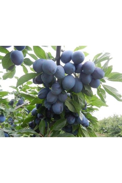 Спелые плоды Венгры Юбилейной