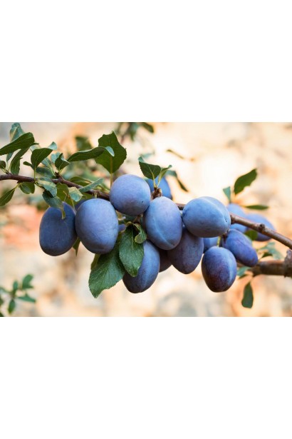 Слива Венгрия Юбилейная на ветке