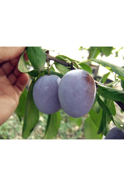 Prunus Hungarian Jubilee с большими плодами