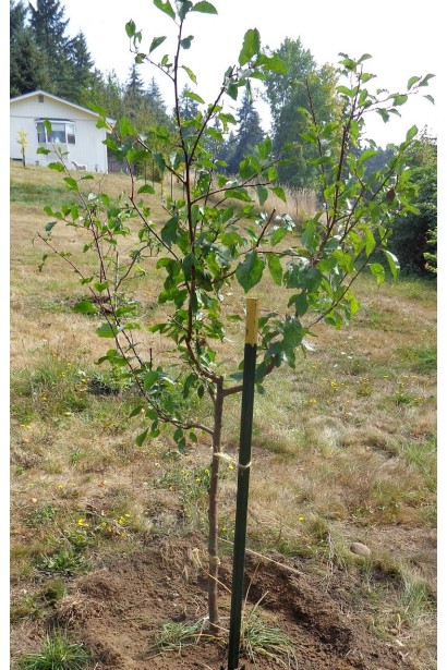 Prunus domestica Hungarian Jubilee