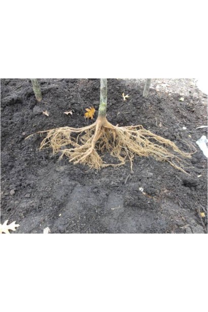 Саджанці сливи Ренклод Альтана з голим коренем