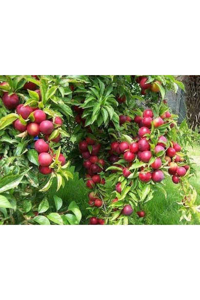 Дерево сливи Ренклод Альтана з урожаем