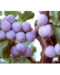 Слива домашня Ренклод Альтана (середня) | Слива домашняя Ренклод Альтана (средняя) | Prunus domestica Renkloda Althana